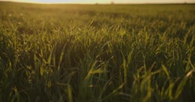 Gün batımında yavaş çekim alçak açı yeşil buğday tarlasına bakıyor. Mavi gökyüzü üzerinde tarım buğday tarlası, güneşli ufuk çizgisi. 