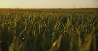 Gün batımında yavaş çekim alçak açı yeşil buğday tarlasına bakıyor. Mavi gökyüzü üzerinde tarım buğday tarlası, güneşli ufuk çizgisi. 