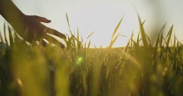 Human Man Hand Moving Green Field Grass Male Hand Touching — Wideo stockowe