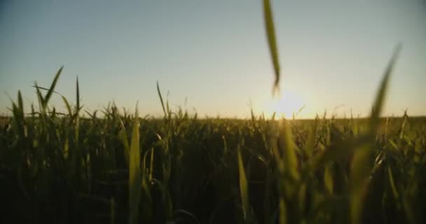 Повільний Рух Під Низьким Кутом Зору Зелене Молоде Пшеничне Поле — стокове відео