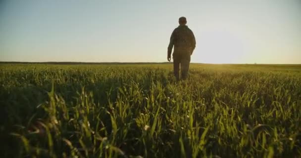 Slow Motion Farmer Walks Young Green Field Sunset Adult Man — Stockvideo