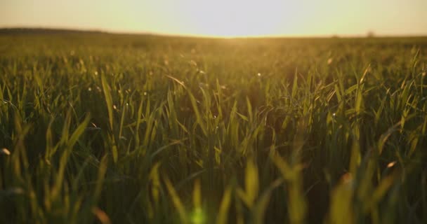 석양이 천천히 각도로 밀밭을 바라본다 하늘을 농업용 태양을 가로지르는 수평선 — 비디오