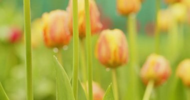 Sarı lalelerin yavaş çekim makro video çekimi. Yağmurdan sonra açan güzel bahar lalelerinin sinematik çekimi. Yaprakların üzerine su damlası damlayan yakın çekim lale. Yağmurdan sonra bahar çiçekleri.
