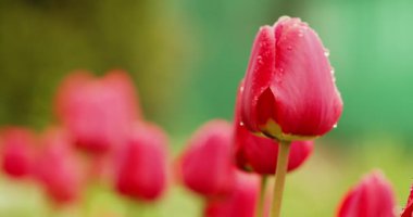 Çiçek açan kırmızı lalelerin ağır çekim makro video çekimi. Yağmurdan sonra açan güzel bahar lalelerinin sinematik çekimi. Yaprakların üzerine su damlası damlayan yakın çekim lale. Yağmurdan sonra bahar çiçekleri.