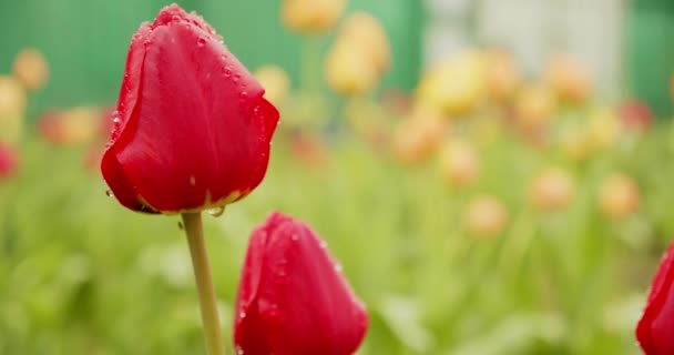 Lassú mozgású makró videofelvétel virágzó vörös tulipánokról. Fényképezte gyönyörű tavaszi virágzó tulipánok eső után. Szoros tulipán, vízcseppekkel a szirmokon. Tavaszi virágok eső után.