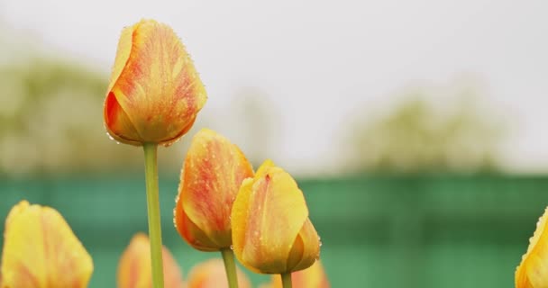 Slow Motion Macro Video Shooting Blooming Yellow Tulips Cinematic Shooting — Stock Video