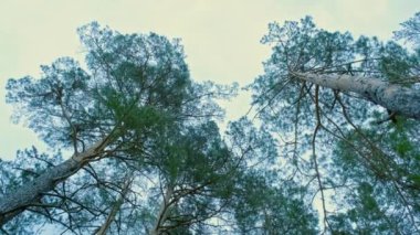 Hava kararmadan önce baharda büyük çam ağaçları. Gezegenin Avrupa bölgesindeki vahşi yeşil kozalaklı ormana alçak açılı bir bakış açısı. Alacakaranlık Ormanı, kamera daire şeklinde döner.. 