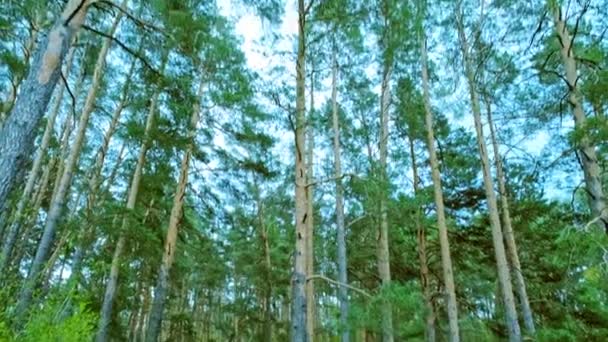 Bosque Pinos Primavera Antes Del Anochecer Bosque Coníferas Verdes Silvestres — Vídeo de stock