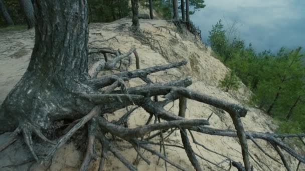 Grandes Raíces Coníferas Hermosa Naturaleza Salvaje Para Viajar Hermosa Fauna — Vídeos de Stock