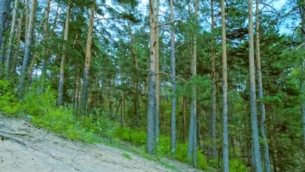 Bosque Pinos Primavera Antes Del Anochecer Bosque Coníferas Verdes Silvestres — Vídeo de stock