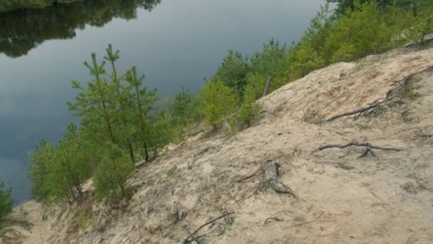 Grandes Raízes Coníferas Margem Rio Arenoso Bela Natureza Selvagem Bela — Vídeo de Stock