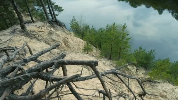 Hermosa Fauna Río Bosque Prado Raíces Vista Desde Colina Hasta — Vídeo de stock