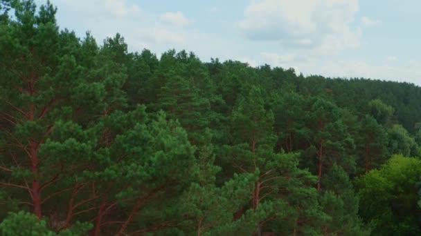 숲에서 여름날 숲에서 올라가 구경할 수있다 지역의 — 비디오