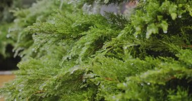 Şehirde buz sarkıtları olan donmuş yeşil çalılar. İklim kreması. Yavaş çekim. Kış buzlu bitkilerin görüntüleri. Parkta kış güzeli. Buzlu, buzlu, yeşil bitkiler..  