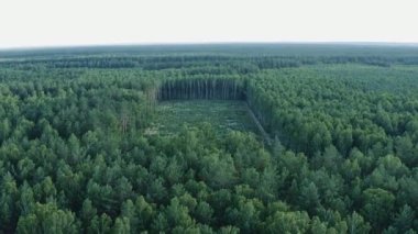 Ormanların yok edilmesi. Kesilen ormanın geniş bir bölgesinde hava ileri uçuyor. Doğanın ve ekosistemlerin insanlar tarafından tahrip edilmesi. Orman kesme.  