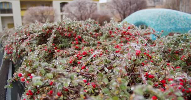 结冰的绿色植物 冰柱里有红色的浆果 气候冰冻 冬季冰冻植物的慢镜头 12月的冬季美景 冰雨后 冰结霜的绿色植物 — 图库视频影像