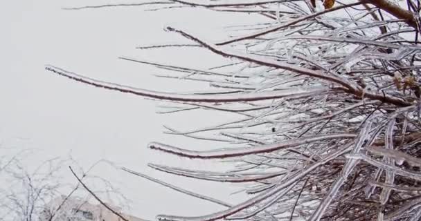 Fagyott Ágak Jégcsapokban Klíma Cukormáz Lassú Felvétel Egy Téli Jeges — Stock videók