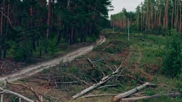 Flygplanet Flyger Över Avverkad Skog Med Fallna Och Rotlösa Träd — Stockvideo