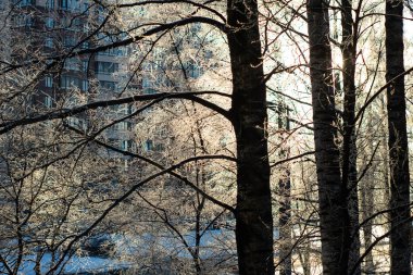 Kış ve güneş, kardaki ağaçlar