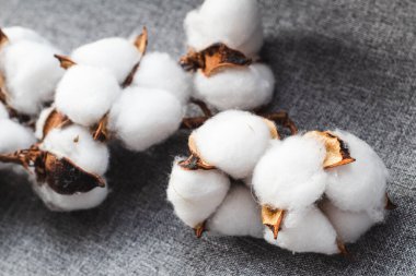 Gri kumaşta pamuk dalı, yakın plan.