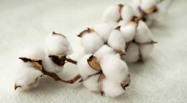 Beyaz arka planda pamuk dalı. yakın plan