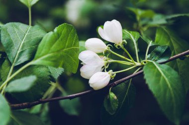 Beyaz, yeşil yapraklı bahar çiçekleri, yakın plan.