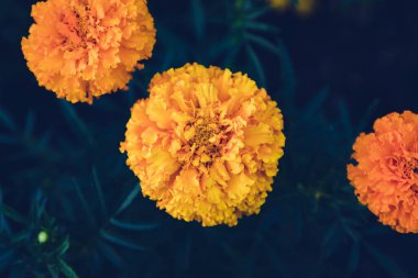 Sarı çiçek, arka planda koyu bir arka plan var.