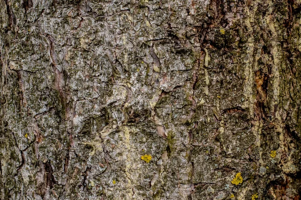 Kora Drzewa Zamyka Pionową Ramę — Zdjęcie stockowe