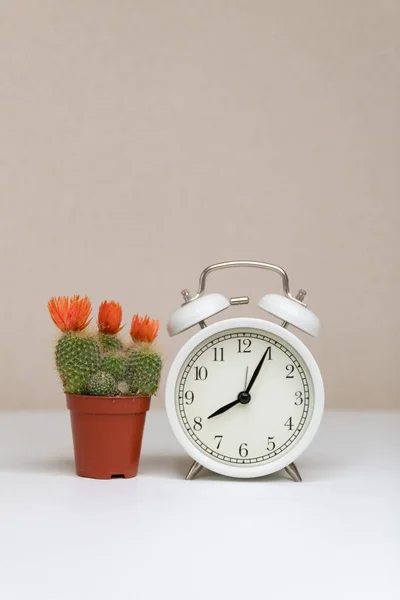 White Alarm Clock Green Cactus — Stock Photo, Image