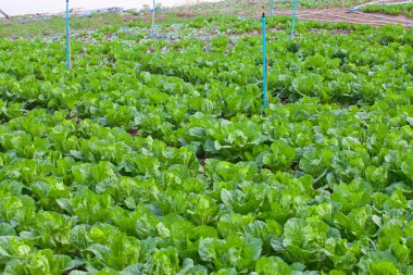 Organik sebze bahçesi. 