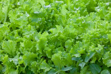 Yeşil marul yaprakları