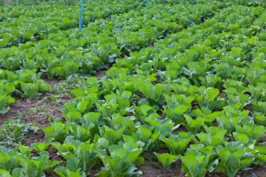 Organik sebze bahçesi. 