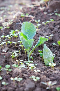 Organik sebze bahçesi. 