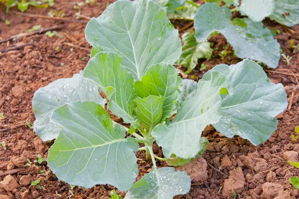 Organic vegetable garden. — Stock Photo, Image