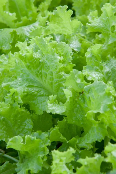 Green leaves lettuce — Stock Photo, Image