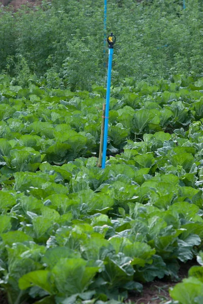 Biologischer Gemüsegarten. — Stockfoto