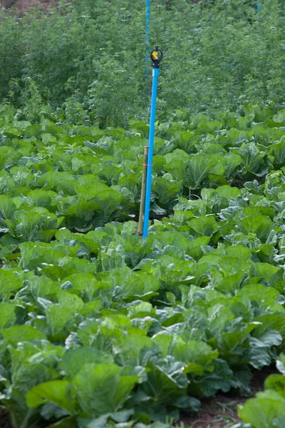 Organic vegetable garden. — Stock Photo, Image