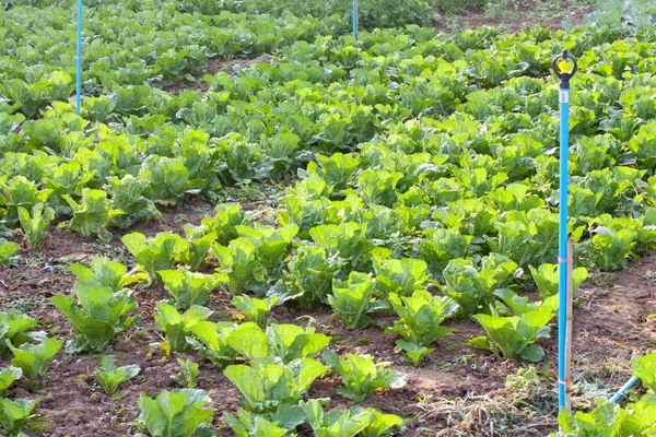 Biologischer Gemüsegarten. — Stockfoto