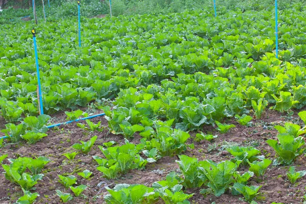 Biologischer Gemüsegarten. — Stockfoto