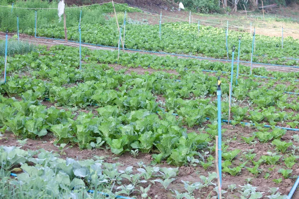 Organic vegetable garden. — Stock Photo, Image