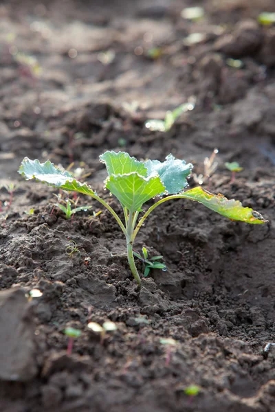 Organiczny ogród warzywny. — Zdjęcie stockowe