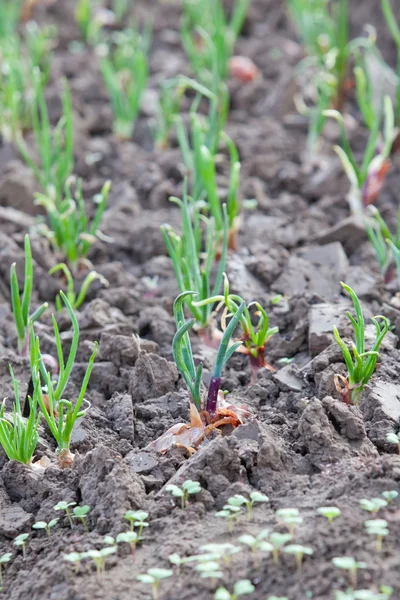 Onion crop — Stock Photo, Image