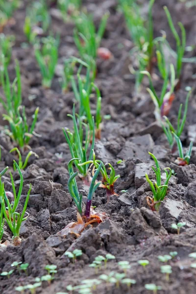 Onion crop — Stock Photo, Image