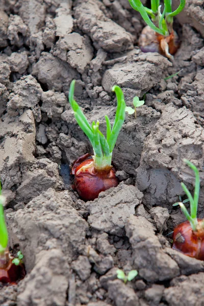 Uprawy cebuli — Zdjęcie stockowe