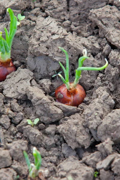 Onion crop — Stock Photo, Image