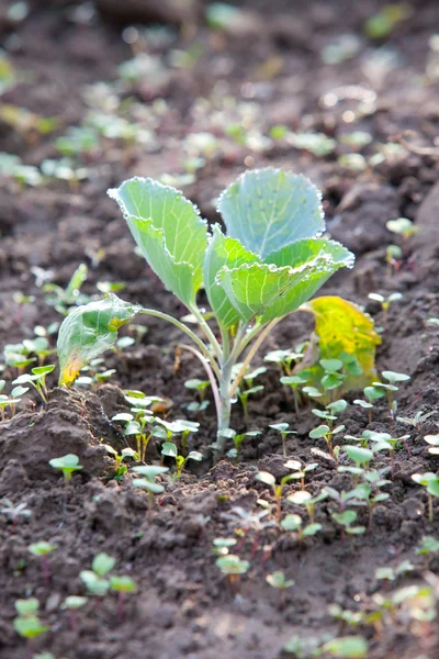 Organiczny ogród warzywny. — Zdjęcie stockowe