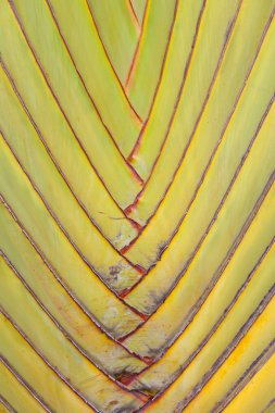 ravenala madagascariensis arka plan