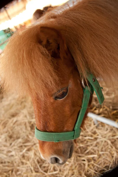 Dwarf horse — Stock Photo, Image