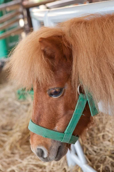 Dwarf horse — Stock Photo, Image