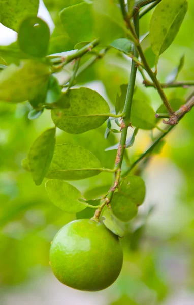 Limón — Foto de Stock